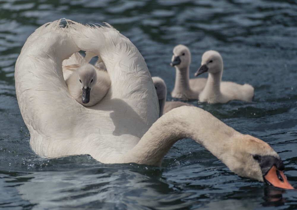 Фотография автора Milan Đorđević