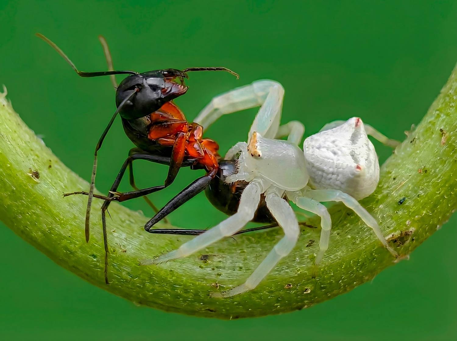 Фотография #13292951