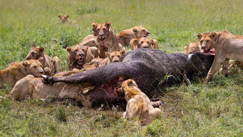 The Hunt