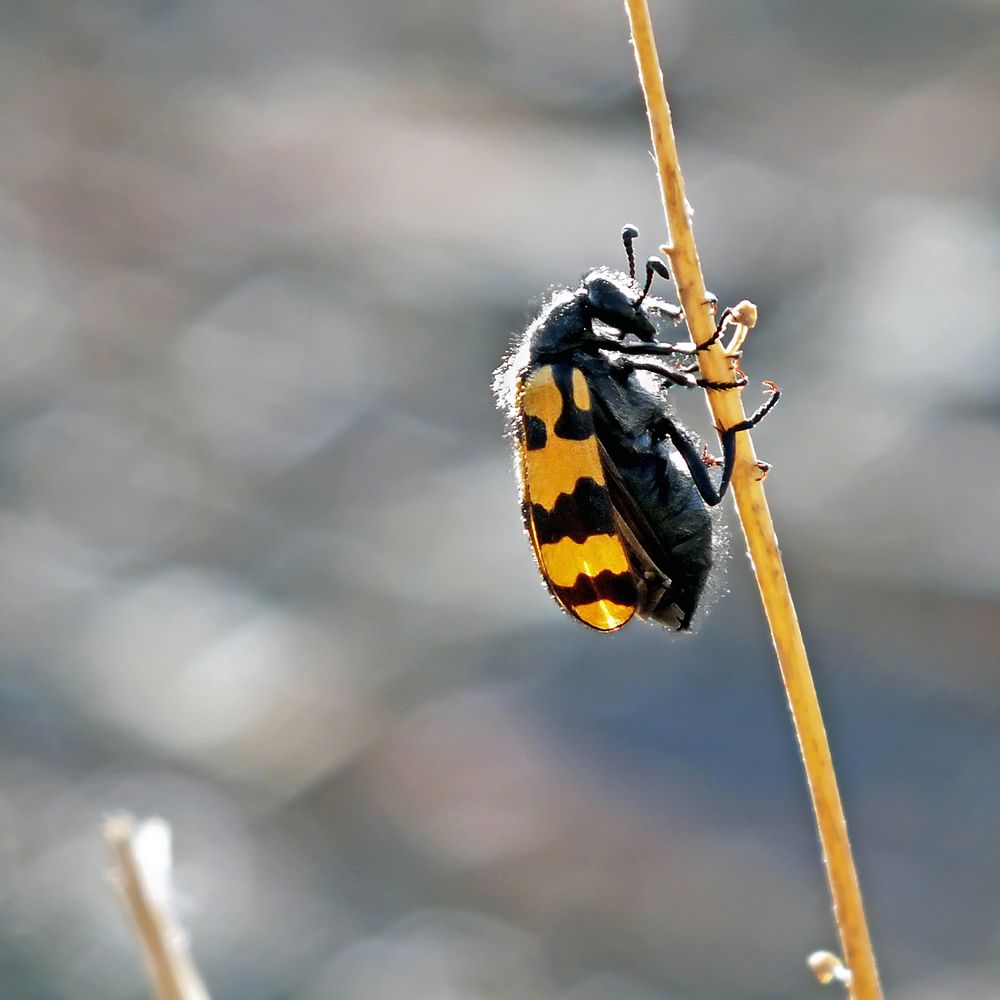 Фотография автора Davoud Naeimi