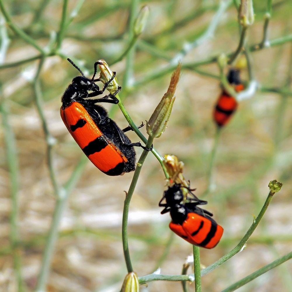 Фотография автора Davoud Naeimi
