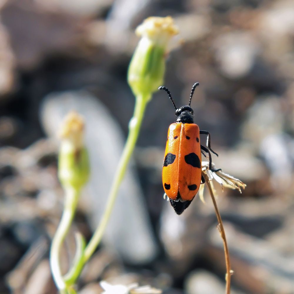 Фотография автора Davoud Naeimi