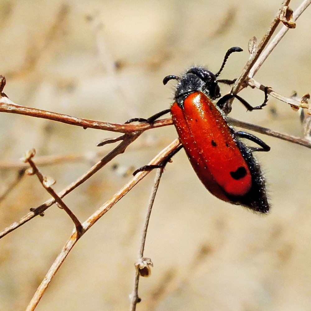 Фотография автора Davoud Naeimi