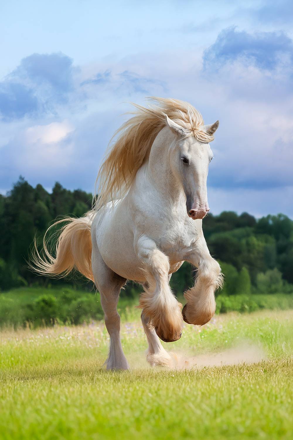 Белый вихрь