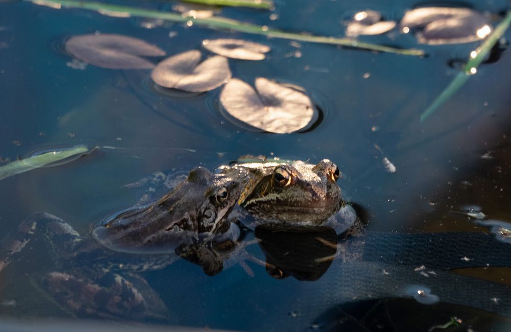 Фотография автора Наталья Липовская