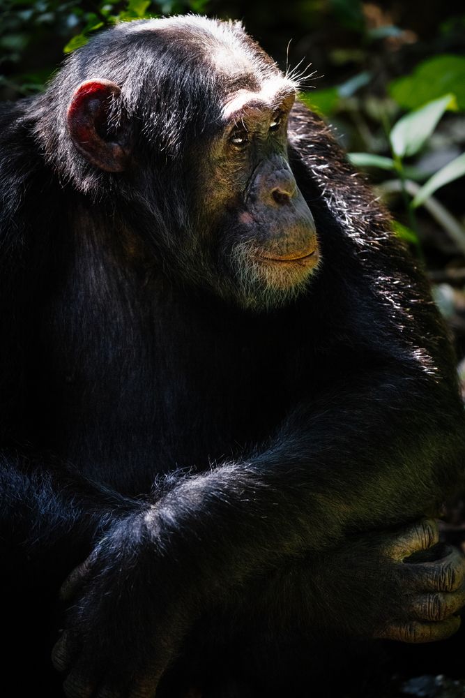 Kibale National Park