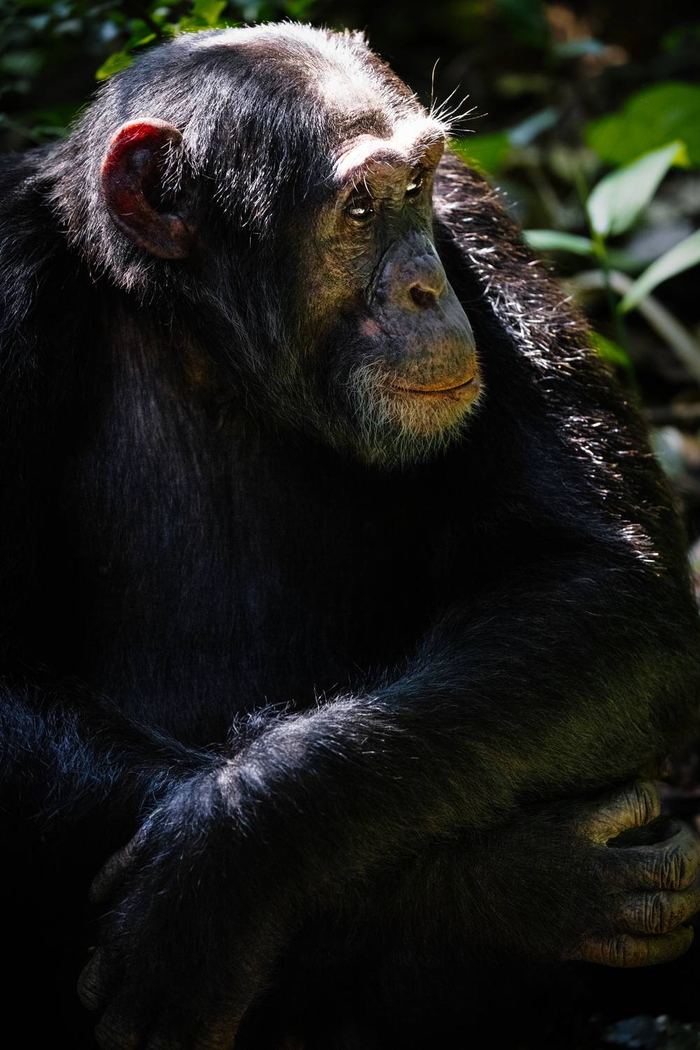 Kibale National Park