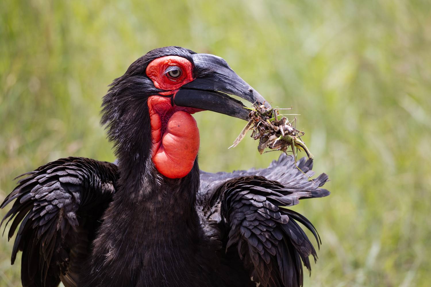 Southern Ground Hornbill Southern Ground Hornbill