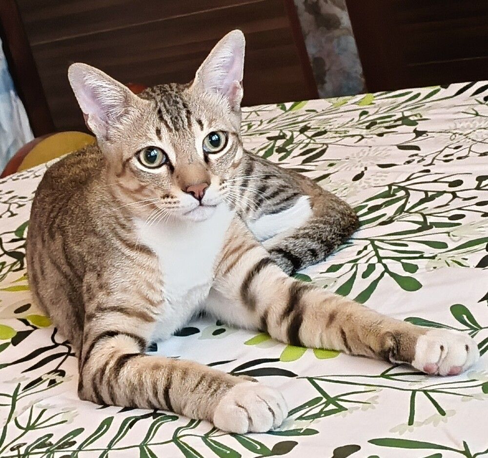 Kitten posing
