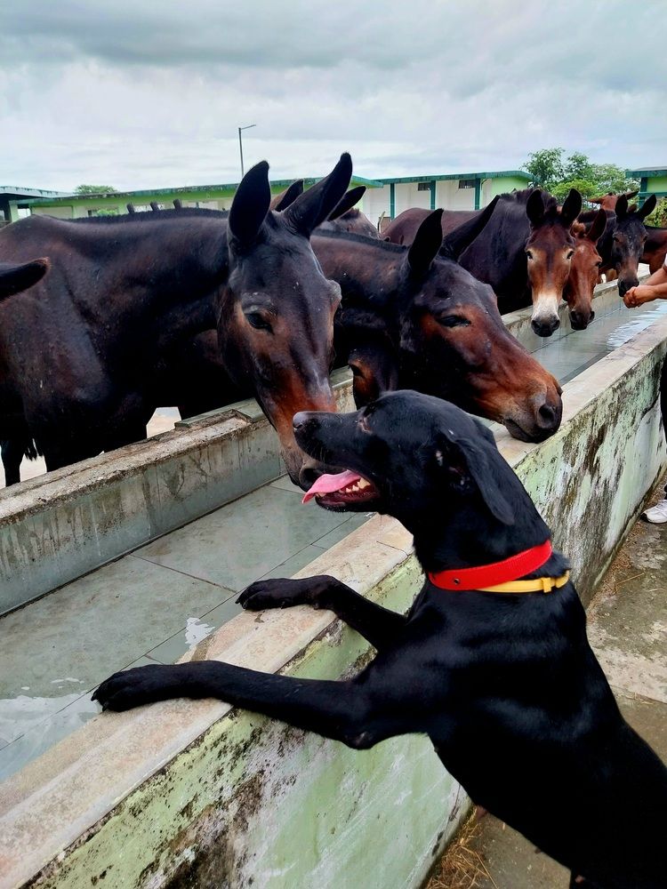 Photograph by rahul Raman