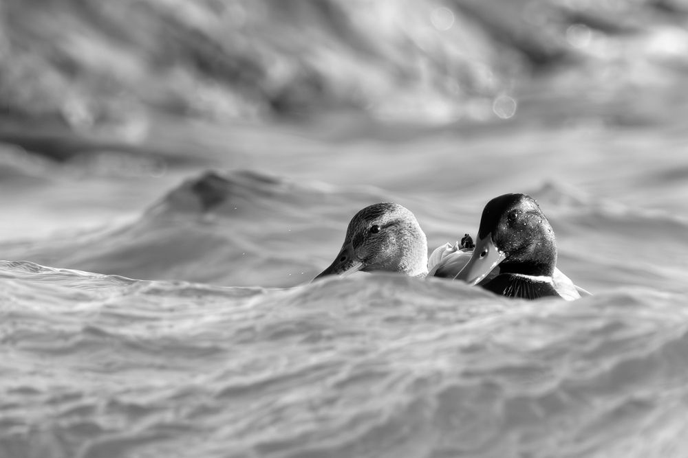 Photograph by Елена Бобаченко