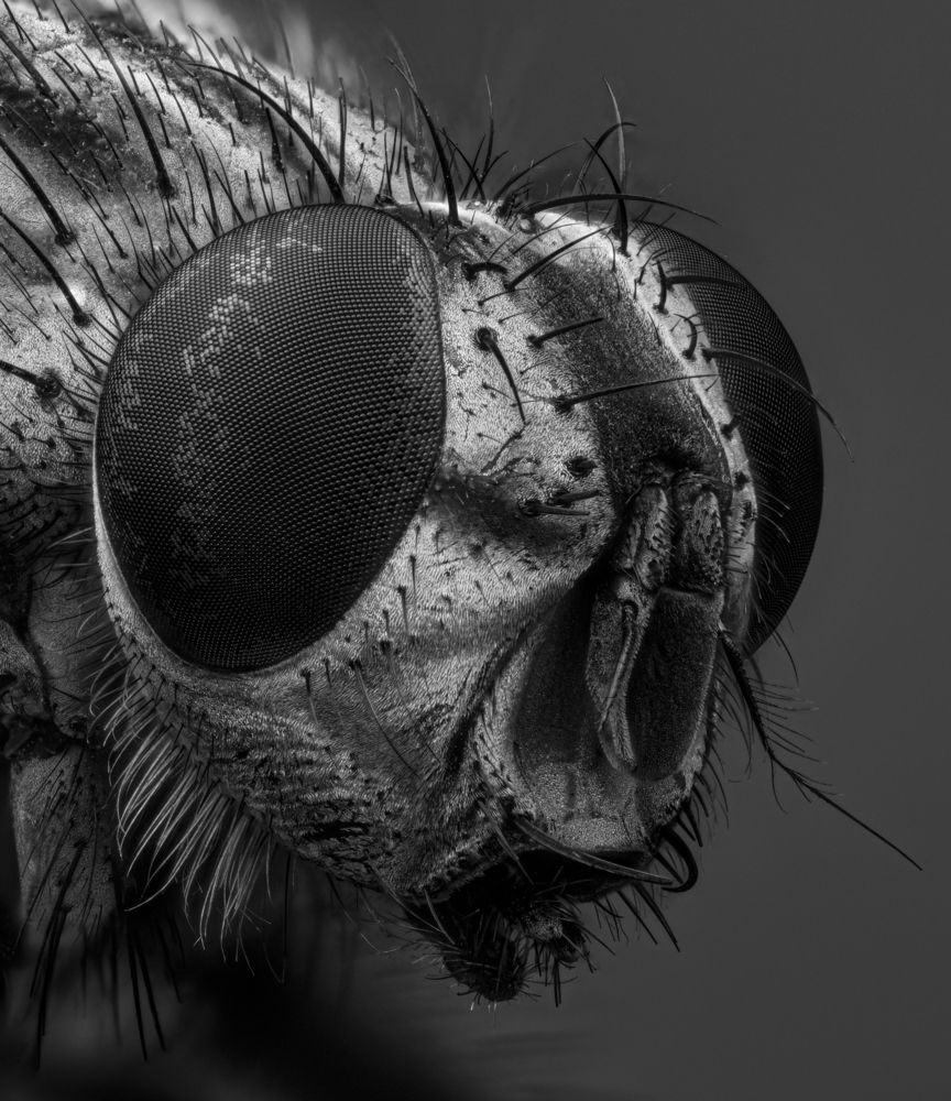 Portrait of a Fly