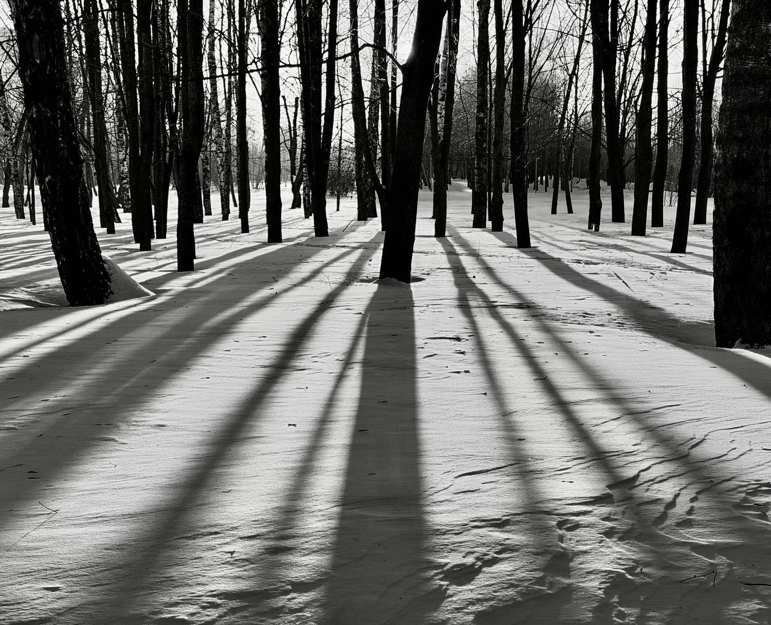 Photo #13294095