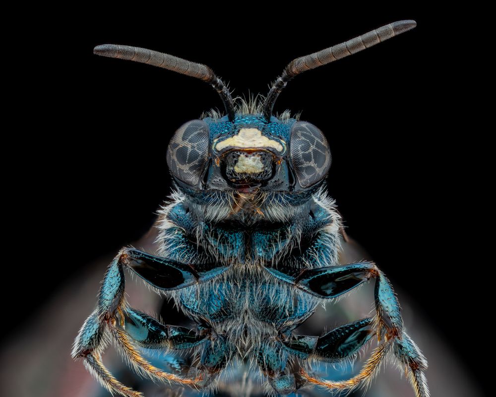 Spurred Ceratina