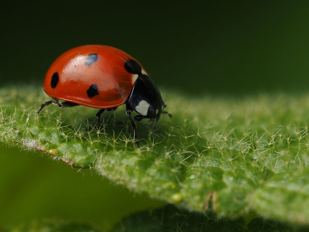 Photograph by Ирина Протченко