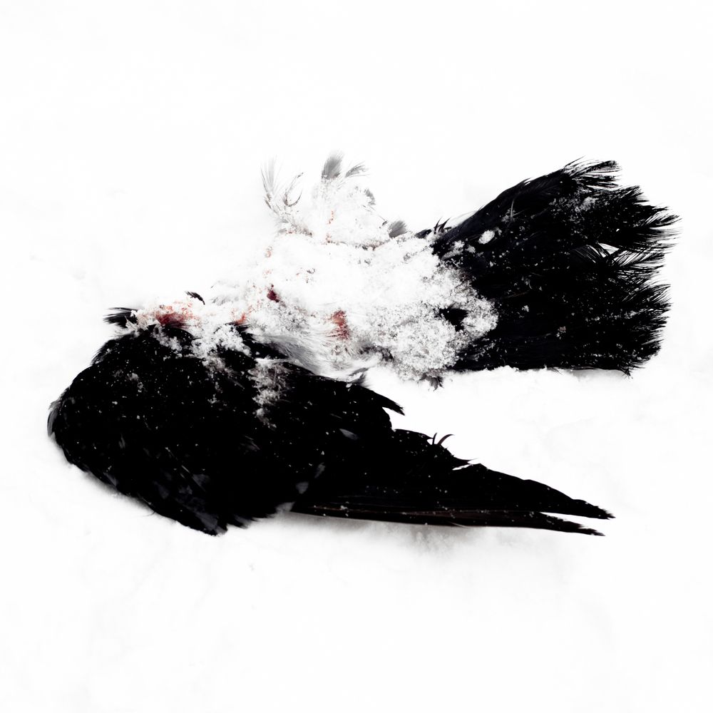 Photograph by Александр Лобачëв