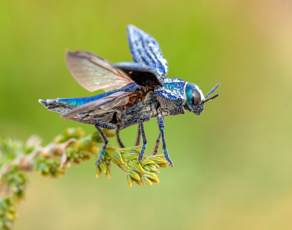 Photograph by Eduardo Muñoz