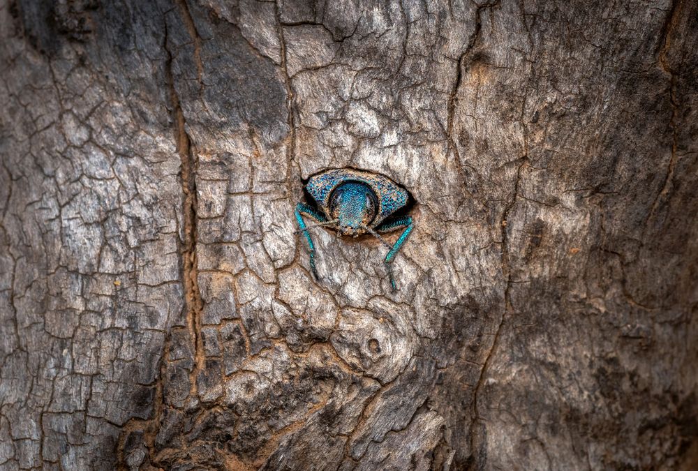 Photograph by Eduardo Muñoz