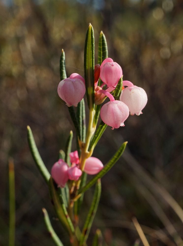 Photograph by Лена Максимкина