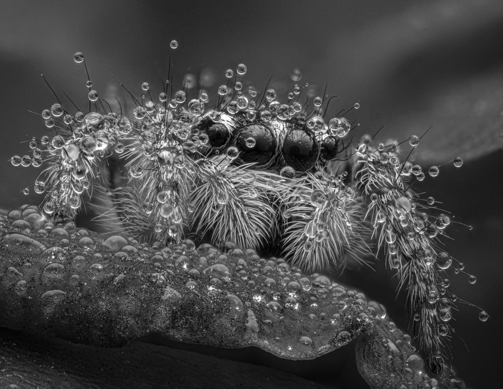 Portrait of a jumping spider (Philaeus Chrysops) in dewdrops