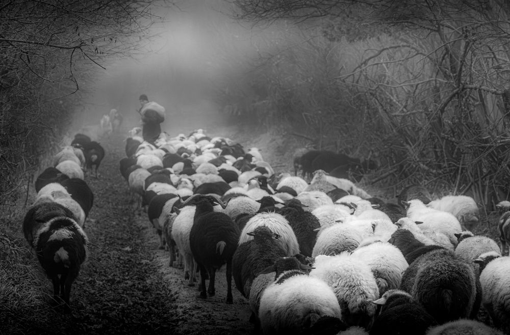 Фотография автора Mostafa Mohammad Beigi