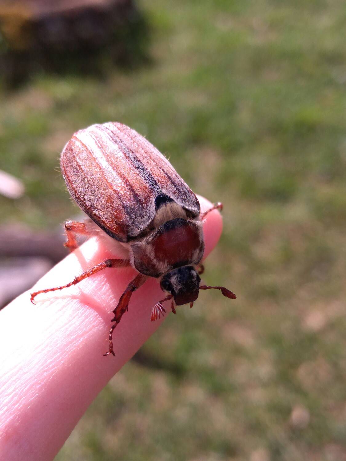 Photo #13295086