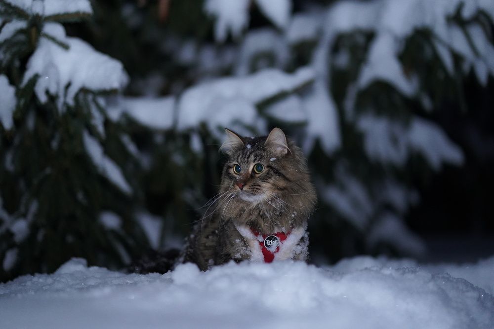 Photo #13295183