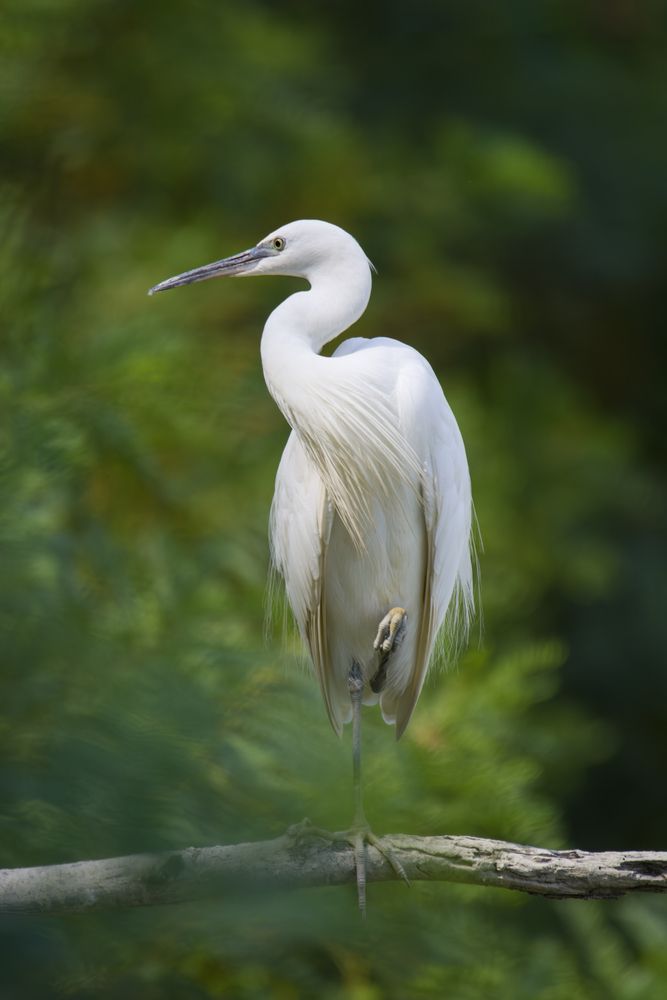 Garzetta equilibrista