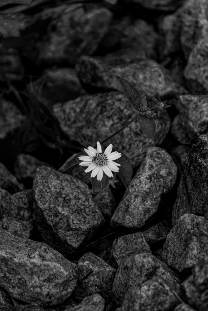 Photograph by Rollercostaa