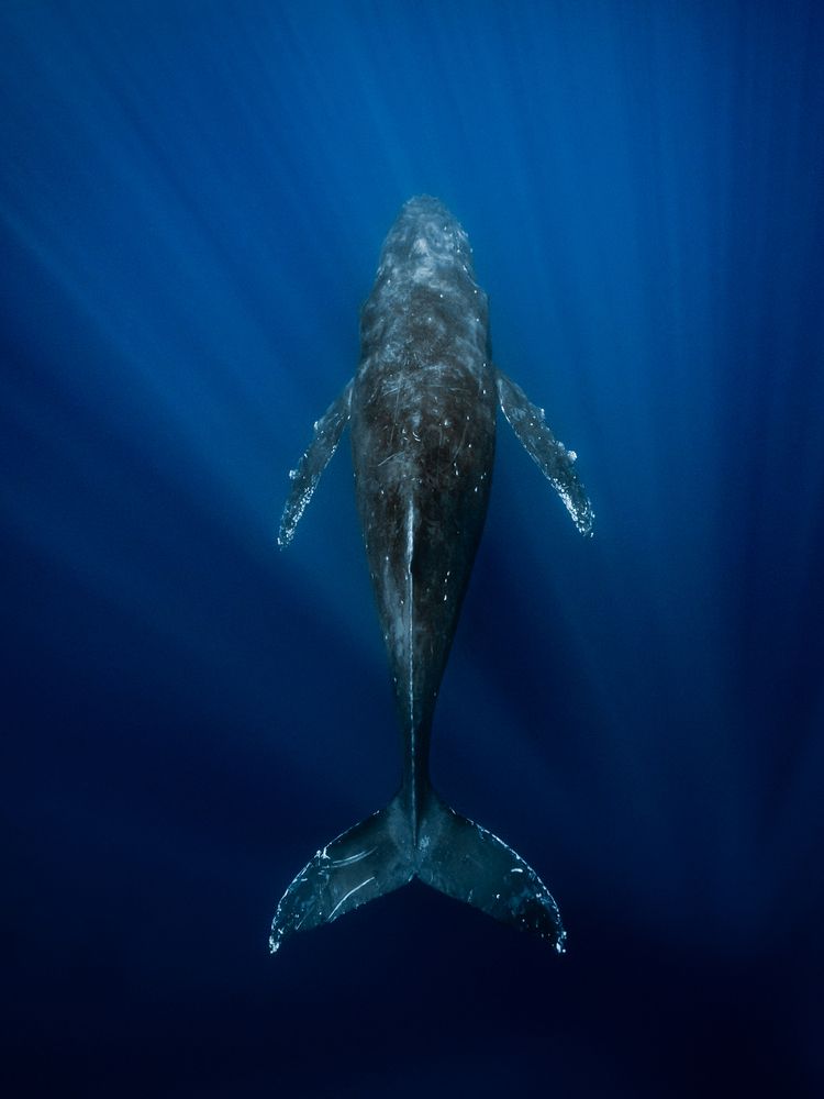 Фотография автора nishijima takayuki