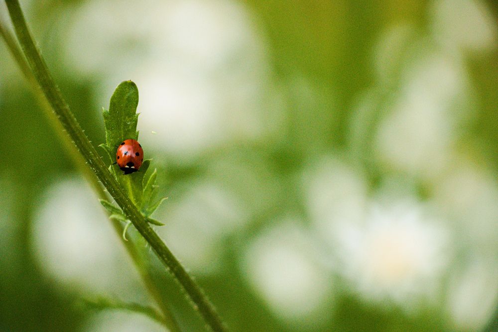 Фотография автора Al