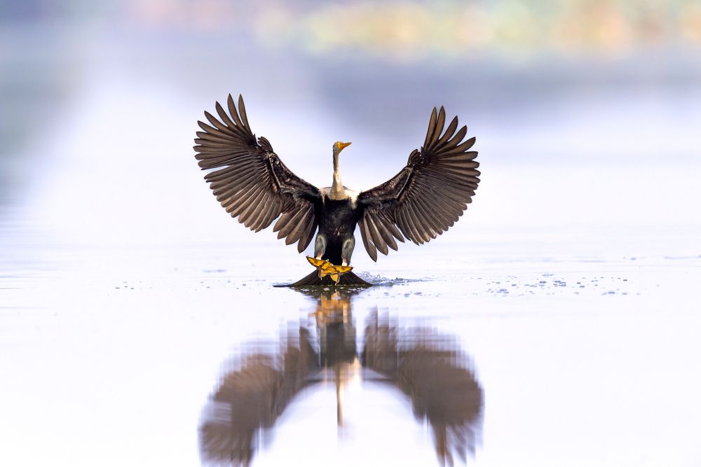 Photograph by Le Khac Quyen