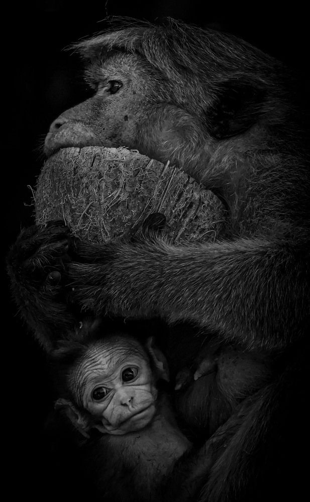 Photograph by K.G.Supun Nayanajith Samaraweera Nayanajith