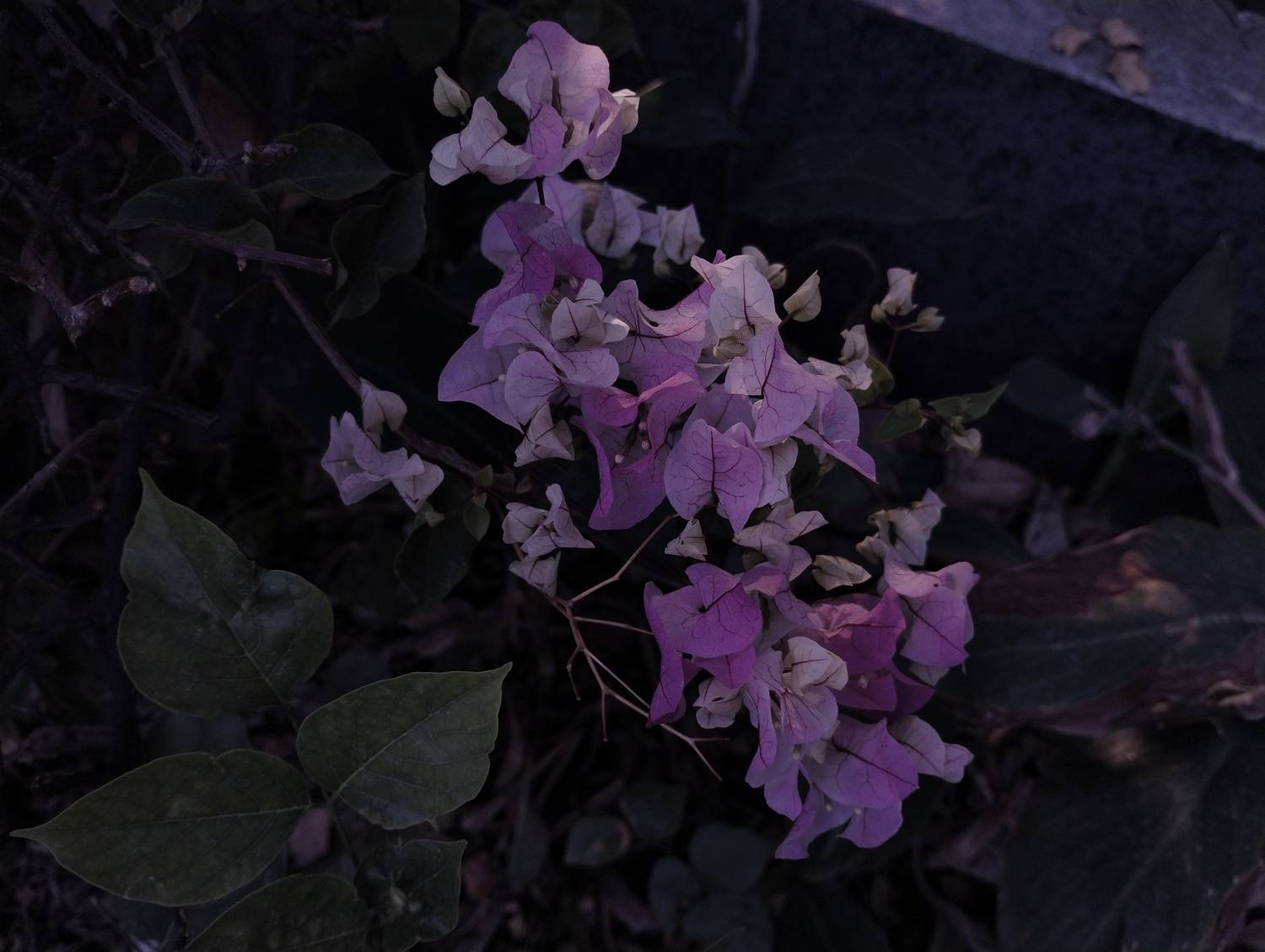 Flora in Monochrome Tone