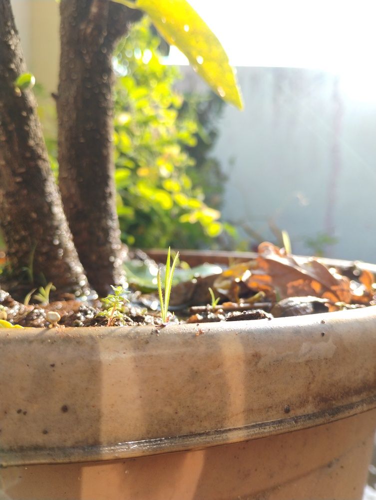 Uninvited Guest — Nature\\\'s Surprise in a Hibiscus Pot