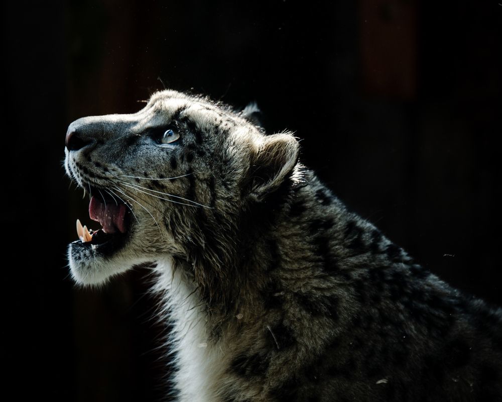 Photograph by YAMAGRAPH.