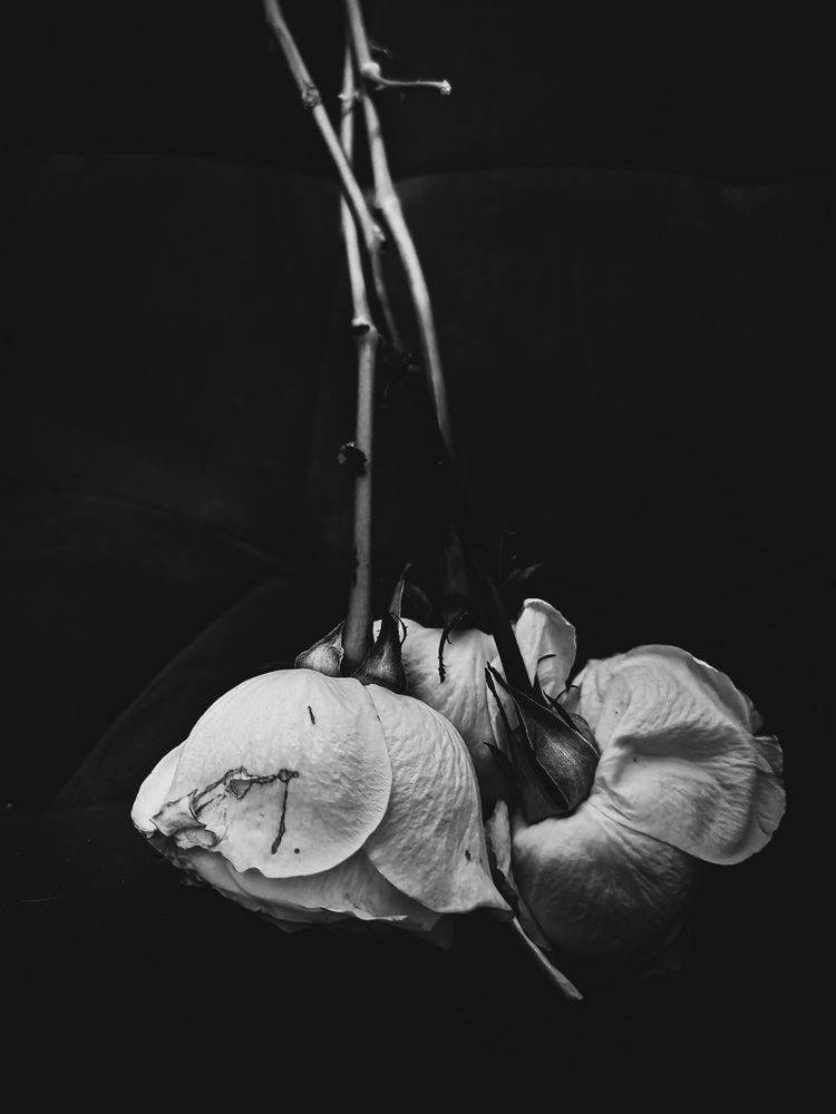 Photograph by Дайана