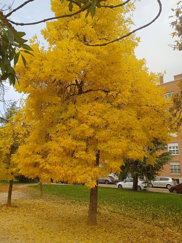Árbol dorado