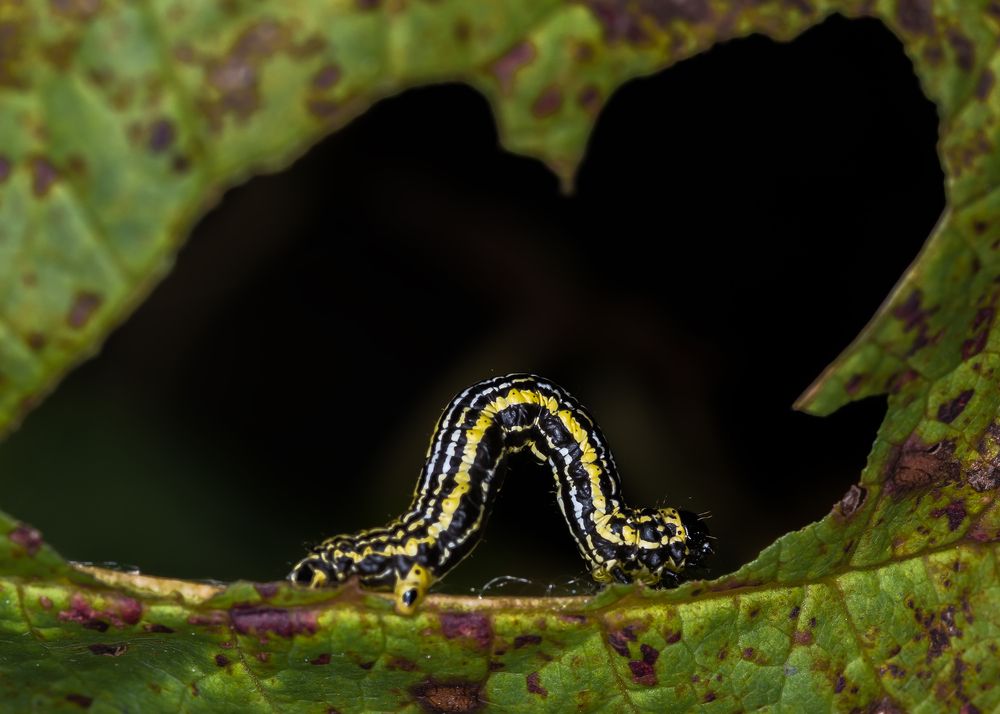 Photograph by Victor Stepanov