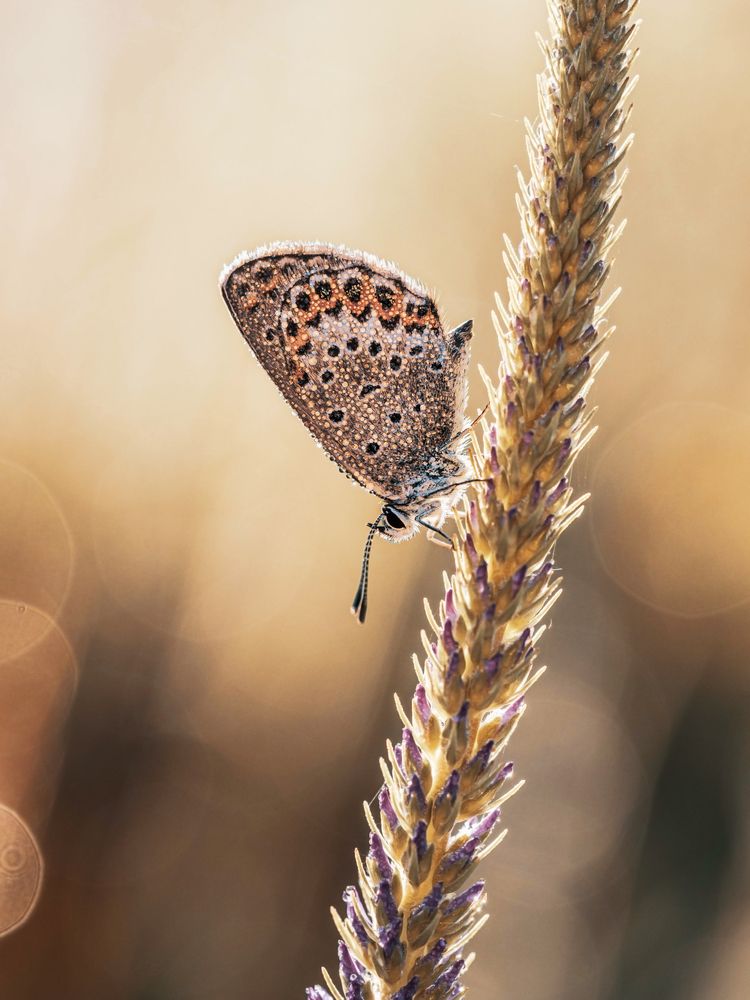 Photograph by Lapshina Vladlena