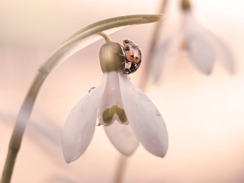 Photograph by Lapshina Vladlena