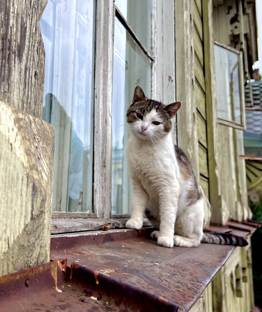 Про кота