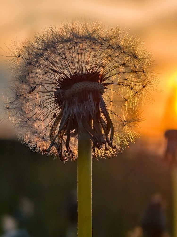 Photograph by Igor Maksimenko