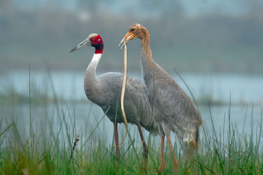 Photograph by Mandeep Singh Chhabra