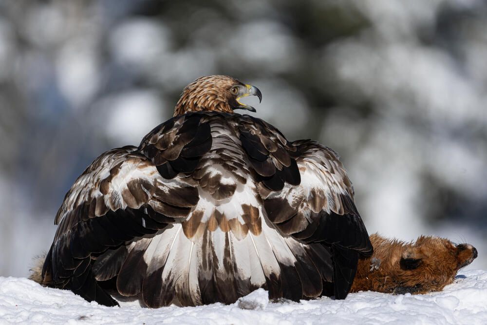 Photograph by Александр Белов