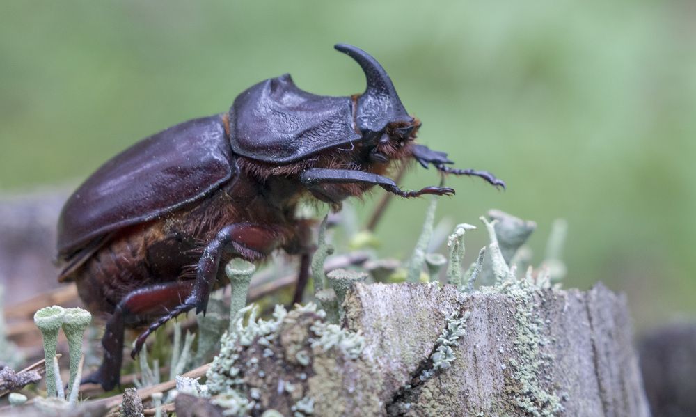 Жук-носорог