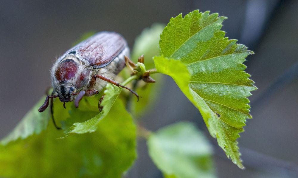 Майский жук