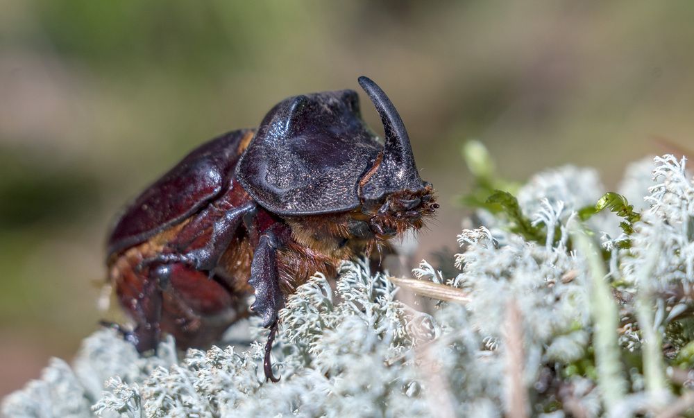 Жук-носорог