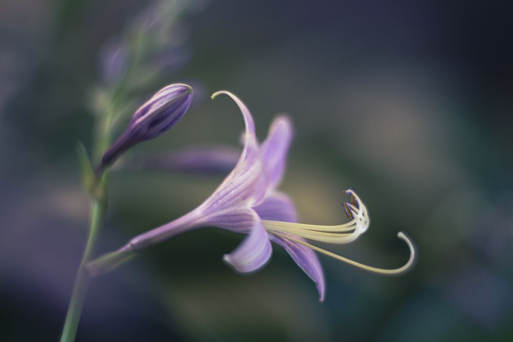 Photograph by Larysa Pinner