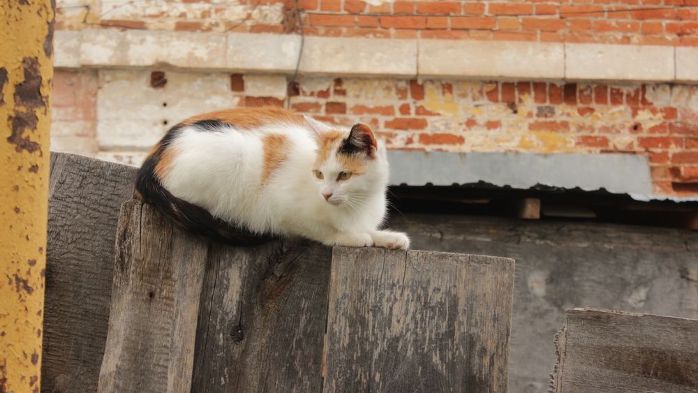 Мимикрия